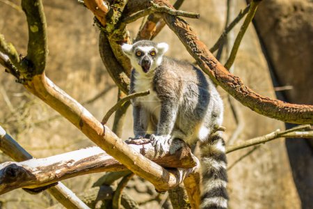 Photo for The ring-tailed lemur is a large strepsirrhine primate and the most recognized lemur due to its long, black and white ringed tail. - Royalty Free Image