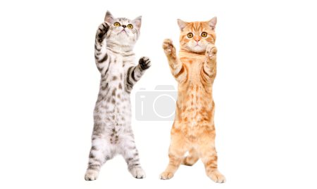 Cute playful kittens scottish straight standing on hind legs isolated on white background