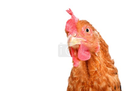 Foto de Retrato de una curiosa gallina roja aislada sobre un fondo blanco - Imagen libre de derechos