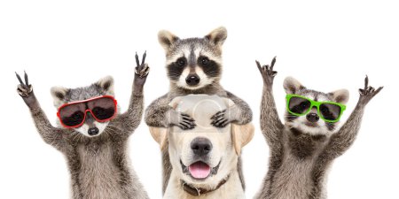 Three cheerful raccoons closing the eyes of a labrador isolated on a white background