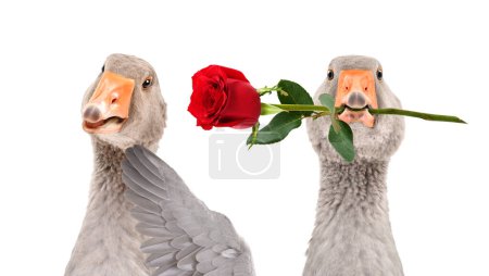 Téléchargez les photos : Oie donnant une rose à une oie timide isolée sur fond blanc - en image libre de droit