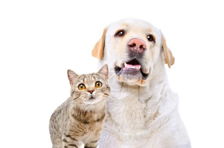 Portrait of adorable  labrador and cat scottish straight, closeup, isolated on a white background