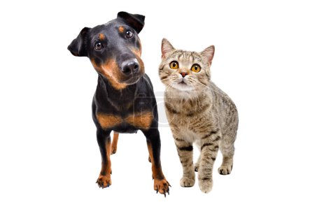 Téléchargez les photos : Curieux chien de race Jagdterrier et chat écossais droit debout ensemble isolé sur fond blanc - en image libre de droit