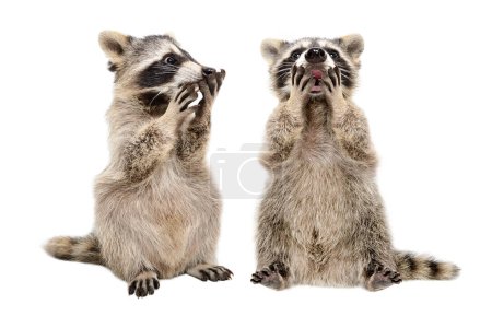 Photo for Two cute amazed raccoons isolated on white background - Royalty Free Image