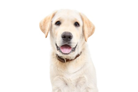 Photo for Adorable labrador puppy, closeup, isolated on white background - Royalty Free Image