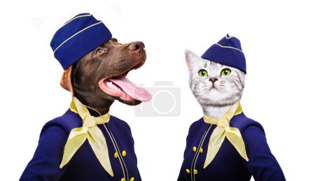 Photo for Labrador dog and a cat Scottish Straight in a flight attendant costumes isolated on a white background - Royalty Free Image