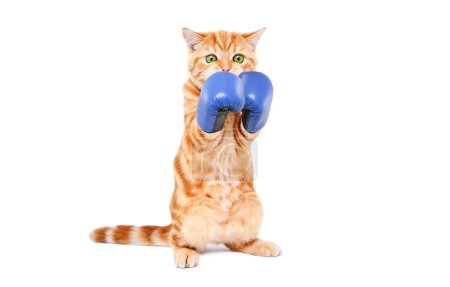 Téléchargez les photos : Funny chaton écossais droite dans des gants de boxe debout sur ses pattes arrière isolé sur un fond blanc - en image libre de droit