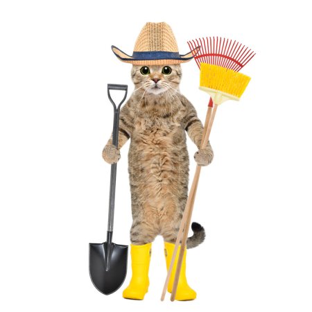 Foto de Gato con sombrero de paja y botas de goma de pie con una herramienta de jardín en las manos aislado sobre un fondo blanco - Imagen libre de derechos