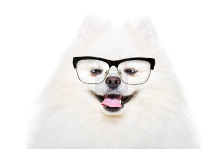 Retrato de un divertido Pomeranian Spitz con gafas aisladas sobre un fondo blanco