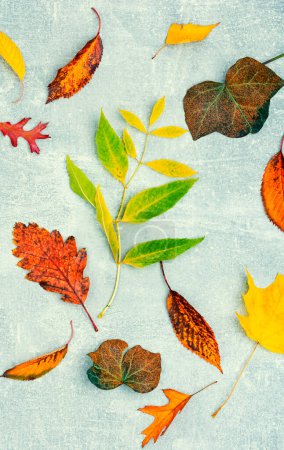 Téléchargez les photos : Feuilles d'automne colorées, herbier. Feuilles jaunes et rouges d'automne - en image libre de droit