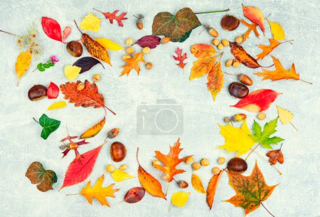 Téléchargez les photos : Feuilles d'automne tombées, herbier. Feuilles jaunes et rouges d'automne - en image libre de droit