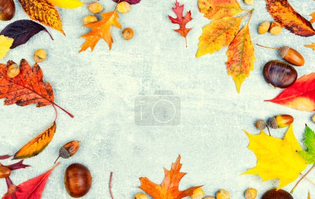 Téléchargez les photos : Feuilles d'automne tombées, herbier. Feuilles d'automne colorées. Espace de copie - en image libre de droit
