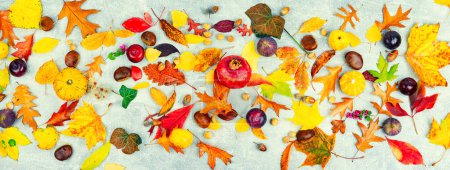 Photo for Fallen colorful autumnal leaves, herbarium. Set of yellow, orange and red leaves - Royalty Free Image