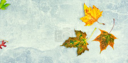 Téléchargez les photos : Feuilles d'automne tombées, herbier. Feuilles d'automne colorées. Espace de copie - en image libre de droit