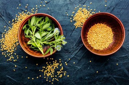 Photo for Fenugreek, as a spice and as an alternative medicine. Herbal medicine - Royalty Free Image