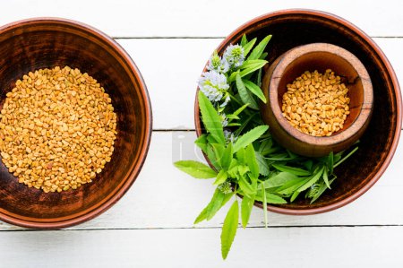 Photo for Fenugreek, as a spice and as an alternative medicine. Homeopathic herbs - Royalty Free Image