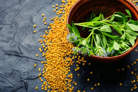 Téléchargez les photos : Fenugreek, as a spice and as an alternative medicine. homeopathic herbs - en image libre de droit
