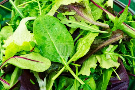 Foto de Set of fresh salad leaves on the plate. Vegan food. Food background - Imagen libre de derechos