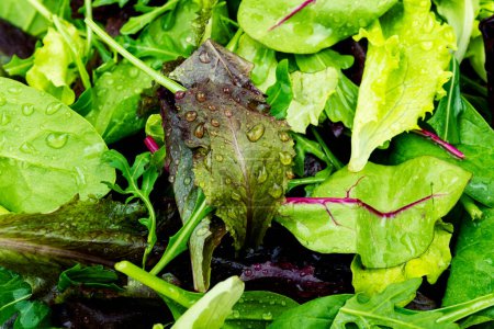 Téléchargez les photos : Mélange de feuilles de salade fraîches et légères dans l'assiette. De la nourriture verte. Contexte alimentaire - en image libre de droit