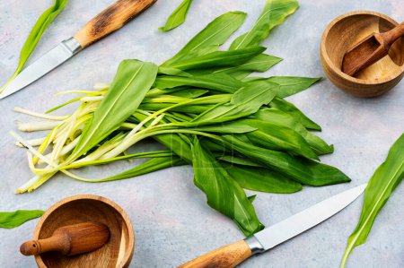 Photo for Freshly wild garlic or bear onion on the kitchen table, wild garlic dishes. - Royalty Free Image