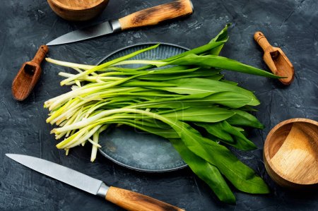 Photo for Fresh wild garlic, as a spice for meat, fish and vegetable food . Seasonal food. - Royalty Free Image