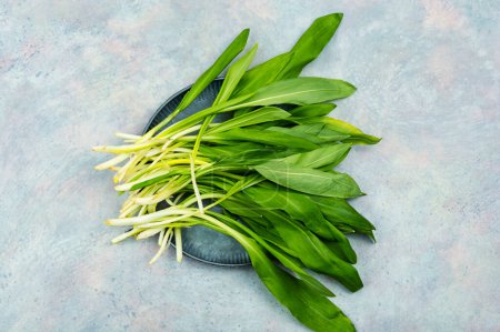 Photo for Fresh wild garlic on the kitchen table. Spring homeopathic herbs on a gray table. Top view. - Royalty Free Image