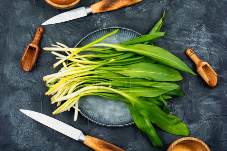 Photo for Ramson or wild garlic on a table. Wild garlic, as a spice for meat, fish and vegetable dishes - Royalty Free Image