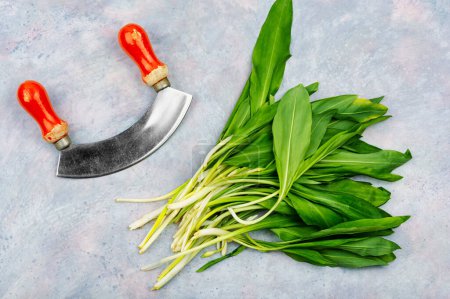 Photo for Freshly bunch wild garlic on the table. Spring herbs,homeopathic herbs, flat lay - Royalty Free Image