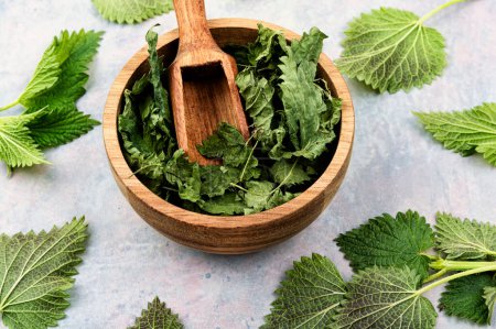 Photo for Fresh and dried nettle leaves on the table. Healthy plant, natural medicine concept - Royalty Free Image