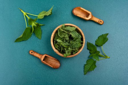 Photo for Fresh and dried organic nettles in mortar with wooden spoon. Herbal medicine. Top view. - Royalty Free Image