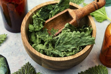 Photo for Fresh and dried organic nettles in mortar, healthy herbs. Herbal medicine - Royalty Free Image