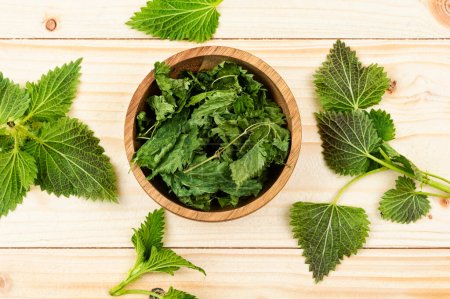 Fresh and dried nettle leaves, homeopathic herbs on a wooden table. Herbal medicine