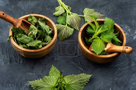 Photo for Fresh and dried nettle leaves on the table. Medicinal healthy plant, stinging nettles - Royalty Free Image