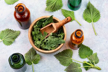 Photo for Fresh and dried nettle leaves, homeopathic herbs. Natural medicine concept - Royalty Free Image