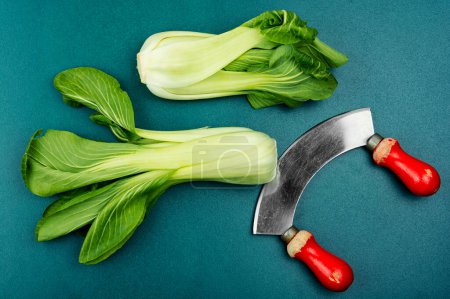 Photo for Fresh whole Bok Choy or Chinese cabbage on the table - Royalty Free Image