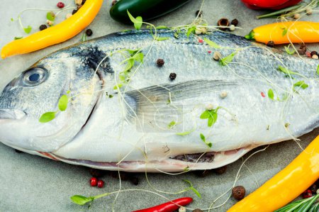 Photo for Uncooked dorado fish with herbs. Raw sea bream, close up - Royalty Free Image