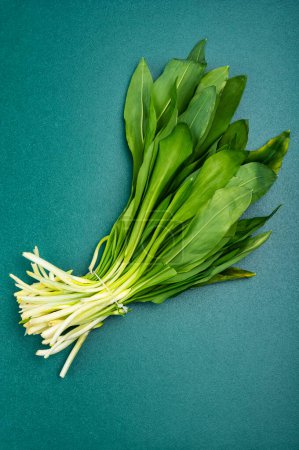 Photo for Fresh wild garlic or bear leek on the table, wild garlic dishes. Herbalis. Flat lay - Royalty Free Image