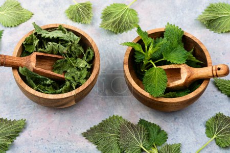 Photo for Fresh and dried nettle leaves in mortar with wooden spoon. Homeopathic herbs. - Royalty Free Image