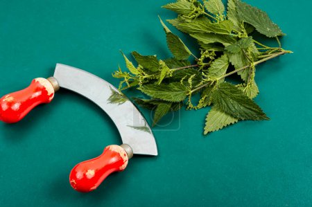 Photo for Cut bush of fresh nettle leaves and old grass knife. - Royalty Free Image