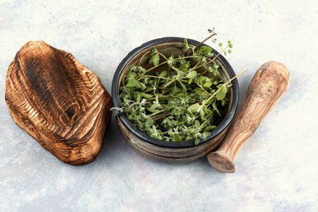 Foto de Mejorana, una especia caliente con un olor dulce, planta medicinal. Origanum majorana, comida ecológica - Imagen libre de derechos