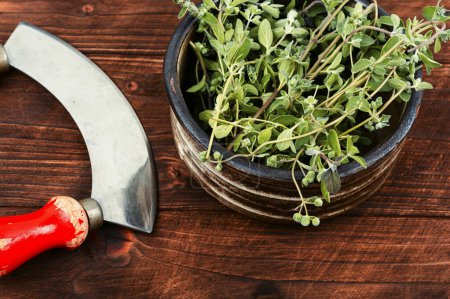 Téléchargez les photos : Marjolaine, une épice chaude, plante médicinale et couteau à herbes sur une planche de bois rustique. - en image libre de droit