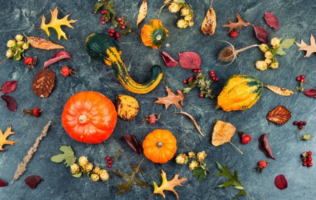 Photo for Autumn pumpkins or different squash and autumn leaves. Autumn harvest concept. Flat lay banner of mini decorative pumpkin - Royalty Free Image