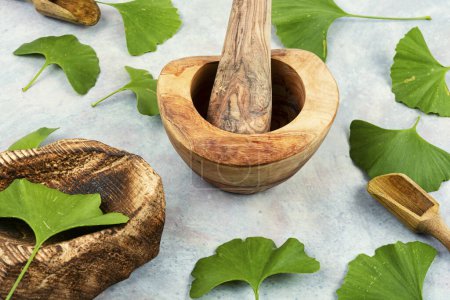 Foto de Hojas verdes frescas hojas de ginkgo biloba y mortero en la medicina tradicional china. Suplemento nutricional popular - Imagen libre de derechos
