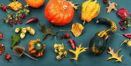 Photo for Decorative autumn pumpkins or different squash and beautiful autumn leaves. - Royalty Free Image