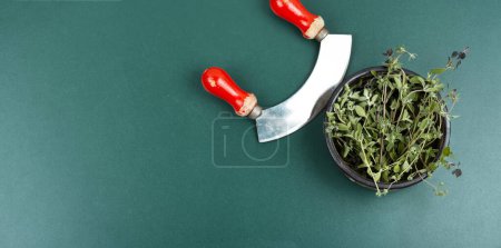 Téléchargez les photos : Marjolaine, épice crue avec couteau à herbes et une plante médicinale. La marjolaine part. Espace de copie. Bannière. - en image libre de droit