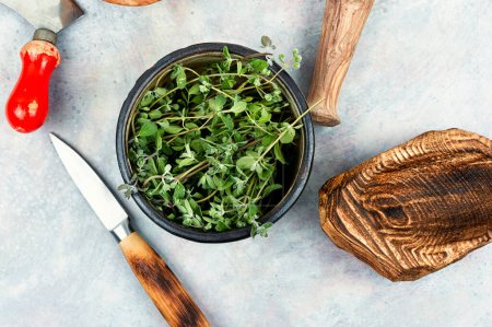 Téléchargez les photos : Marjolaine, une épice chaude avec une odeur douce, plante médicinale. Origanum majorana - en image libre de droit