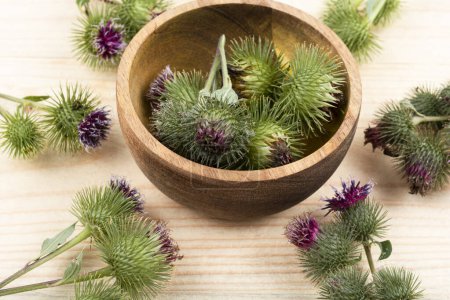 Photo for Burdock plant with flowers, herbal medicine on wooden background. Medicinal plant - Royalty Free Image