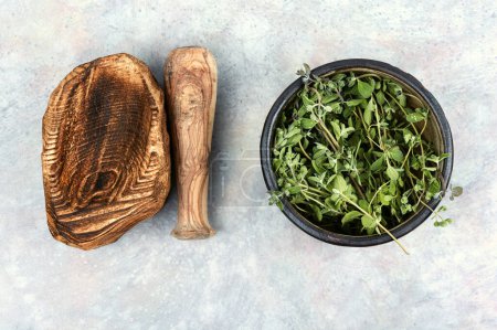 Foto de Mejorana, una especia caliente, una especia con un olor dulce y una planta medicinal - Imagen libre de derechos