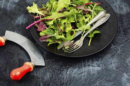 Téléchargez les photos : Salade verte végétarienne faite de feuilles de fusée ou de roquette. Salade à base de feuilles vertes mélangées. Espace de copie. - en image libre de droit