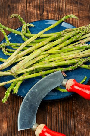 Photo for Bunch of raw asparagus stems. Uncooked and fresh asparagus on the table. Spring season - Royalty Free Image